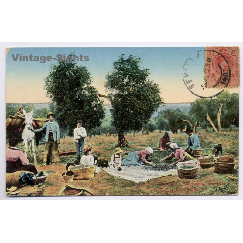 Andalucia / Spain: Olive Harvest Postcard Collector Exchange Miguel Vila Mallorca (Vintage PC 1917)