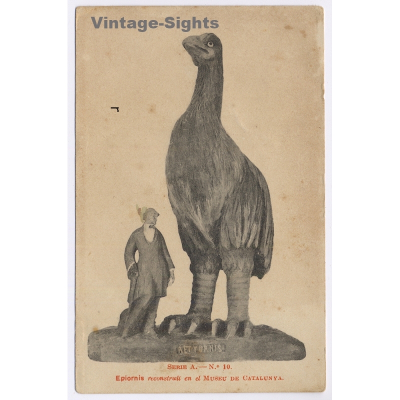 Barcelona / Spain: Aepyornis Elephant Bird Reconstruction Museu Catalunya (Vintage PC ~1910s/1920s)