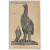 Barcelona / Spain: Aepyornis Elephant Bird Reconstruction Museu Catalunya (Vintage PC ~1910s/1920s)