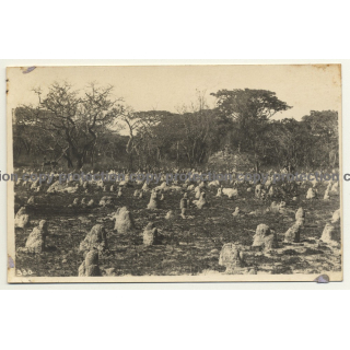 Congo Belge: Landscape With Termite Hills / Léopold Gabriel? (Vintage RPPC ~1920/1930s)