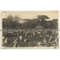 Congo Belge: Landscape With Termite Hills / Léopold Gabriel? (Vintage RPPC ~1920/1930s)