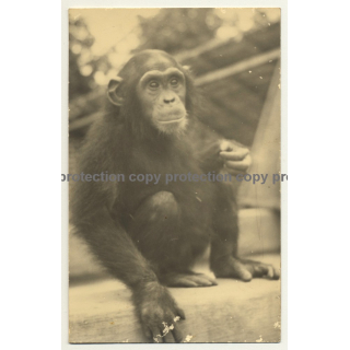 Africa: Baby Chimp / Chimpanzee (Vintage RPPC Gevaert ~1950s)