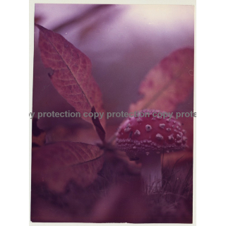 Nature: Close-Up Of Toadstool / Fliegenpilz (Vintage Photo Master ~23 x 17 CM)
