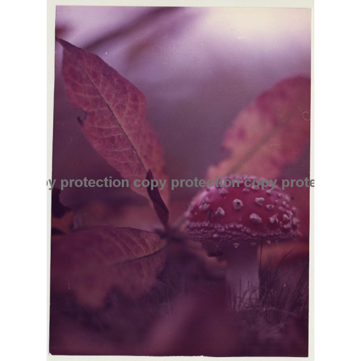 Nature: Close-Up Of Toadstool / Fliegenpilz (Vintage Photo Master ~23 x 17 CM)