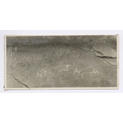 Orange Free State (South Africa): San Bushman Rock Art Cave Paintings Animals (Vintage Photo 1950s)