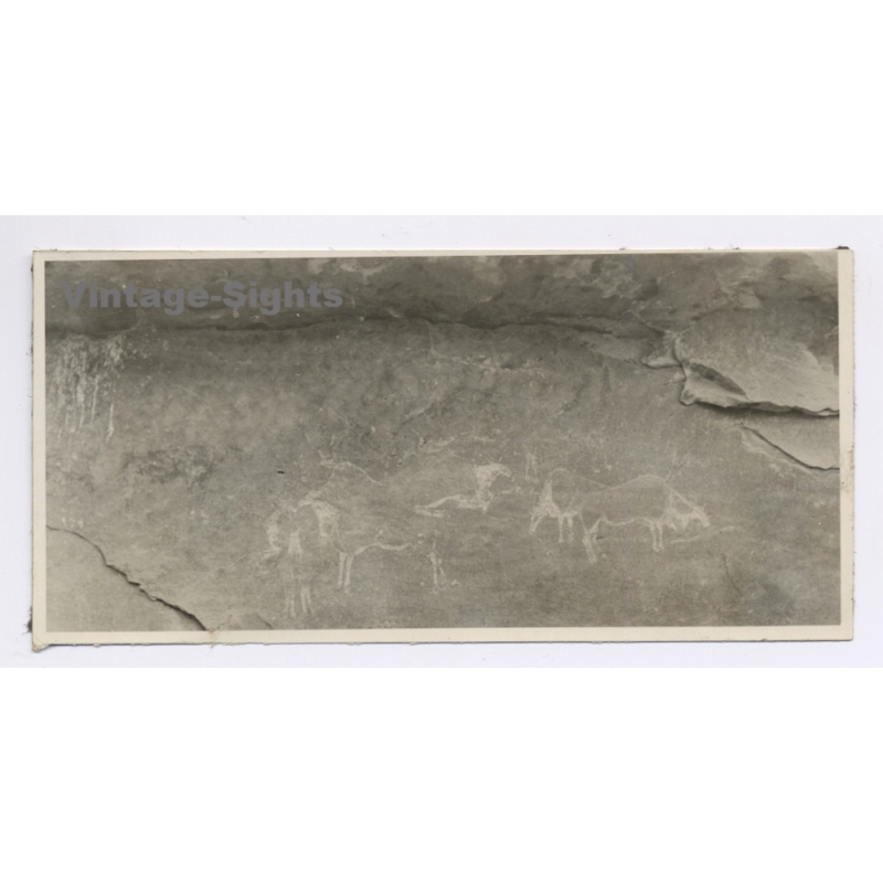 Orange Free State (South Africa): San Bushman Rock Art Cave Paintings Animals (Vintage Photo 1950s)