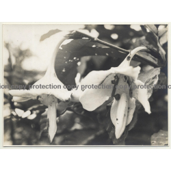 Plant Study: Randia Cuvelierana (Vintage Photo B/W 1945 Congo?)