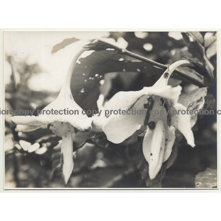 Plant Study: Randia Cuvelierana (Vintage Photo B/W 1945 Congo?)