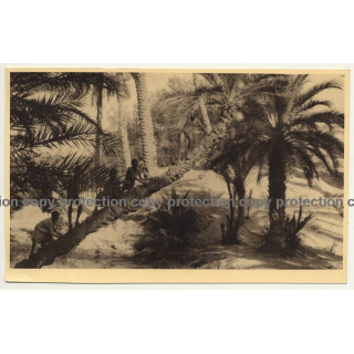 Congo: Group Of Indigenous People On Diagonal Pam Tree (Vintage Photo Sepia ~ 1920s/1930s)