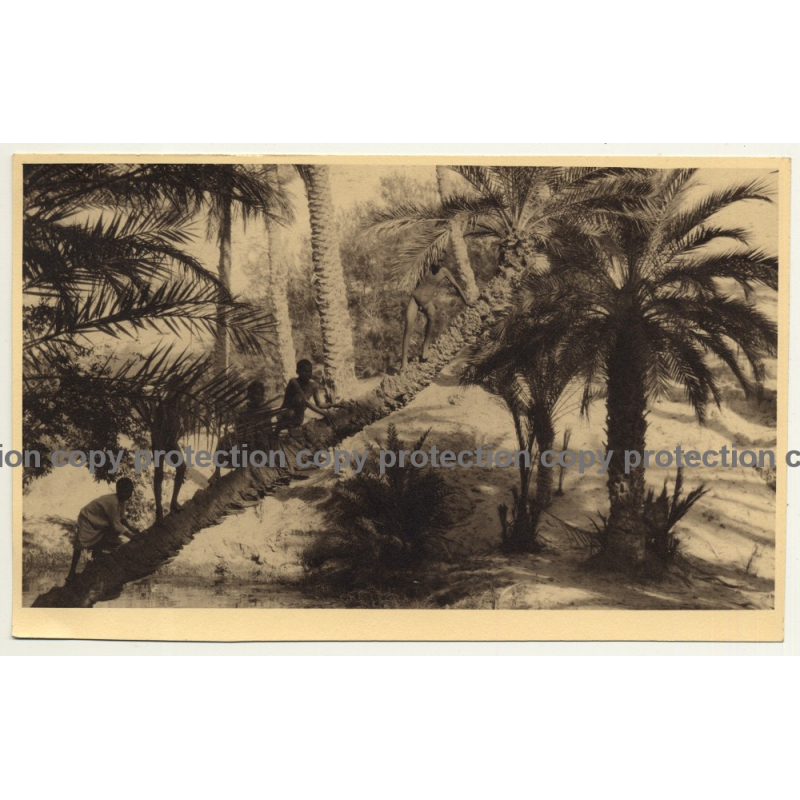 Congo: Group Of Indigenous People On Diagonal Pam Tree (Vintage Photo Sepia ~ 1920s/1930s)