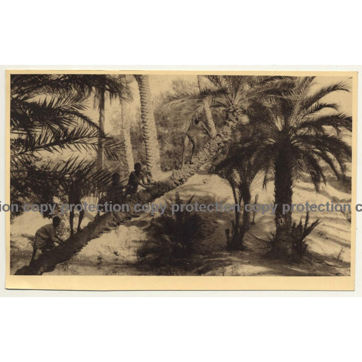 Congo: Group Of Indigenous People On Diagonal Pam Tree (Vintage Photo Sepia ~ 1920s/1930s)