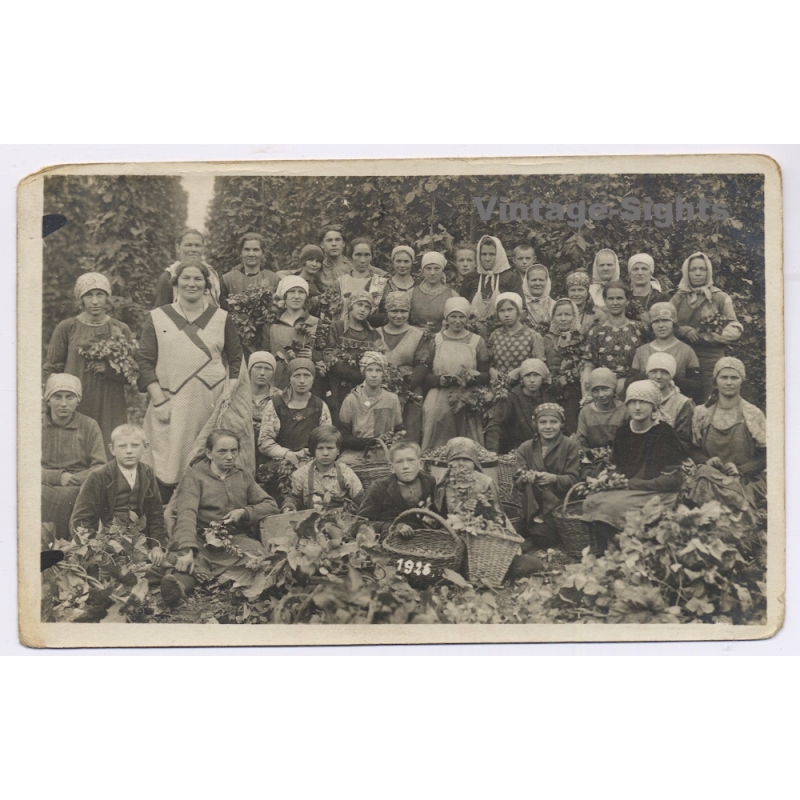 Germany: Hop Harvest Agriculture Farm Workers Women Children Baskets Hops Fields (Vintage RPPC 1926)