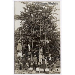 Germany: Cherry Harvest Fruit Orchard Farm Workers Family Ladders Dog (Vintage RPPC 1910s/1920s)