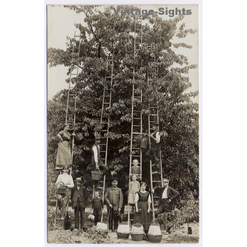 Germany: Cherry Harvest Fruit Orchard Farm Workers Family Ladders Dog (Vintage RPPC 1910s/1920s)