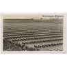 vintage postcard