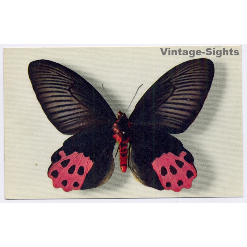 vintage postcard