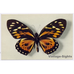 vintage postcard