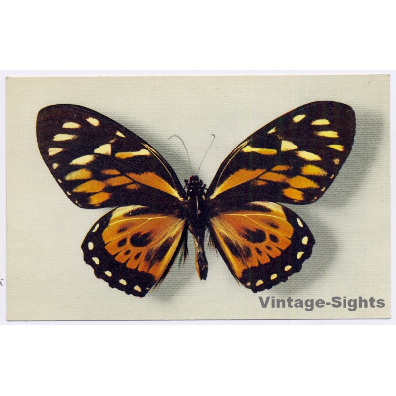 vintage postcard
