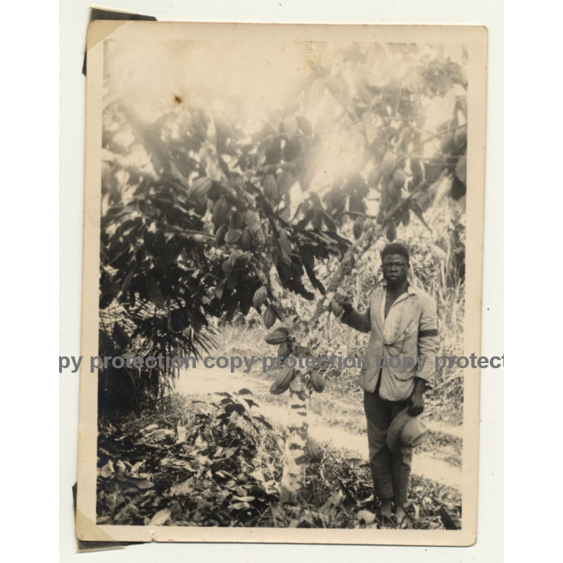 Congo-Belge: Native Man In Front Cacao / Cocoa Pods (Vintage Photo ~1930s)