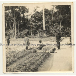 Congo-Belge: Indigenous Men Plant Seedlings / Plantation (Vintage Photo ~1930s)