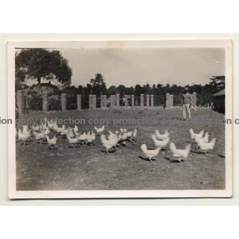 Congo-Belge: Farm In Elisabethville *2 / Chicken - Lubumbashi (Vintage Photo ~1930s)
