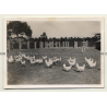Congo-Belge: Farm In Elisabethville *2 / Chicken - Lubumbashi (Vintage Photo ~1930s)