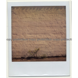 Photo Art: White Brick Wall (Vintage Polaroid SX-70 1980s)