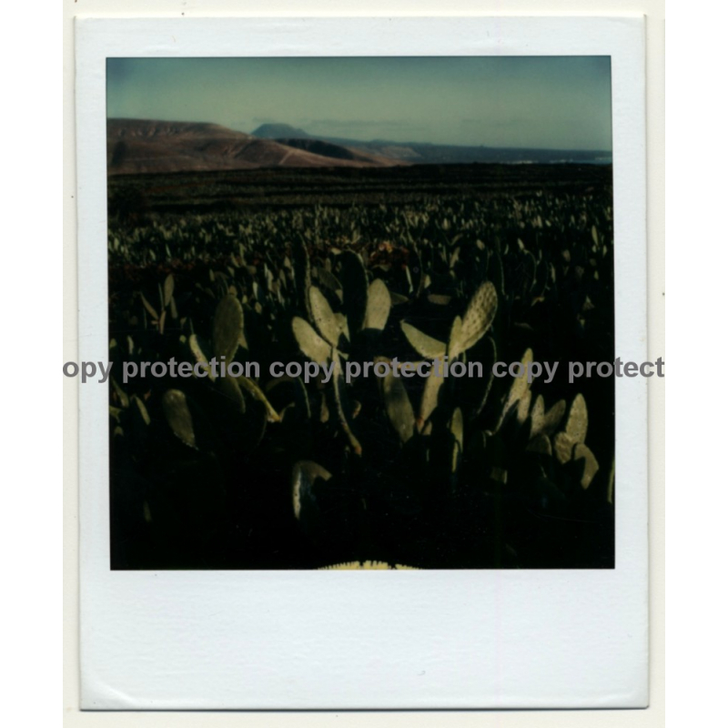Photo Art: Opuntia Ficus-Indica (Vintage Polaroid SX-70 1980s)