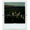 Photo Art: Opuntia Ficus-Indica (Vintage Polaroid SX-70 1980s)