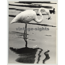 Still Life: Flamingo Wades Through Water (Vintage Photo 1970s)