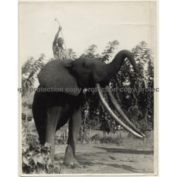 Africa / Congo?: Native Is Riding On Elephant With Huge Tusks (Large Vintage Photo ~1940s/1950s)