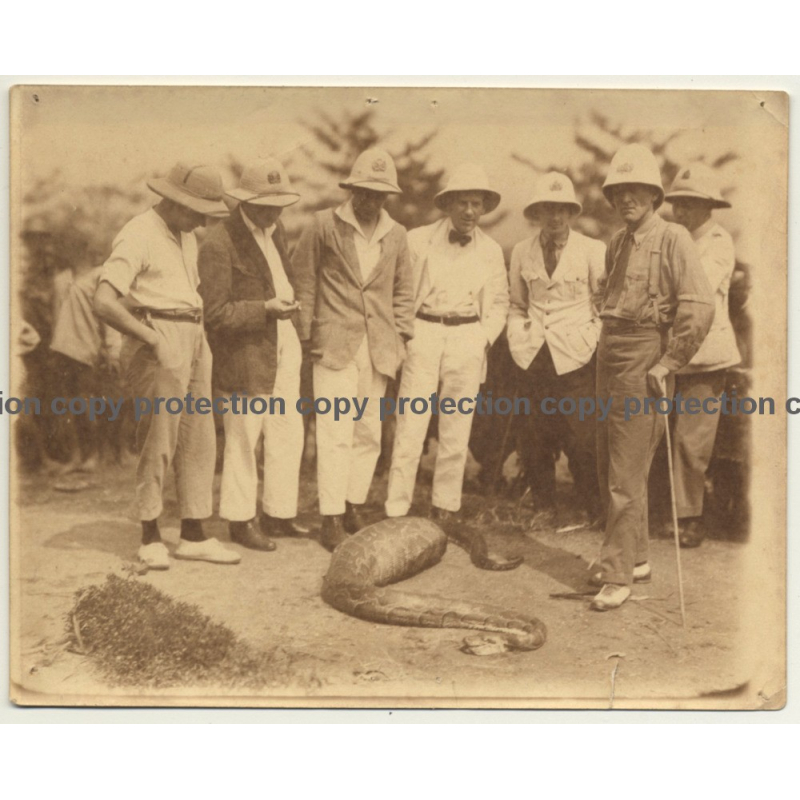 Congo: Colonizers Regard Snake Who Digests A Huge Animal (Vintage Photo ~1910s/1920s)
