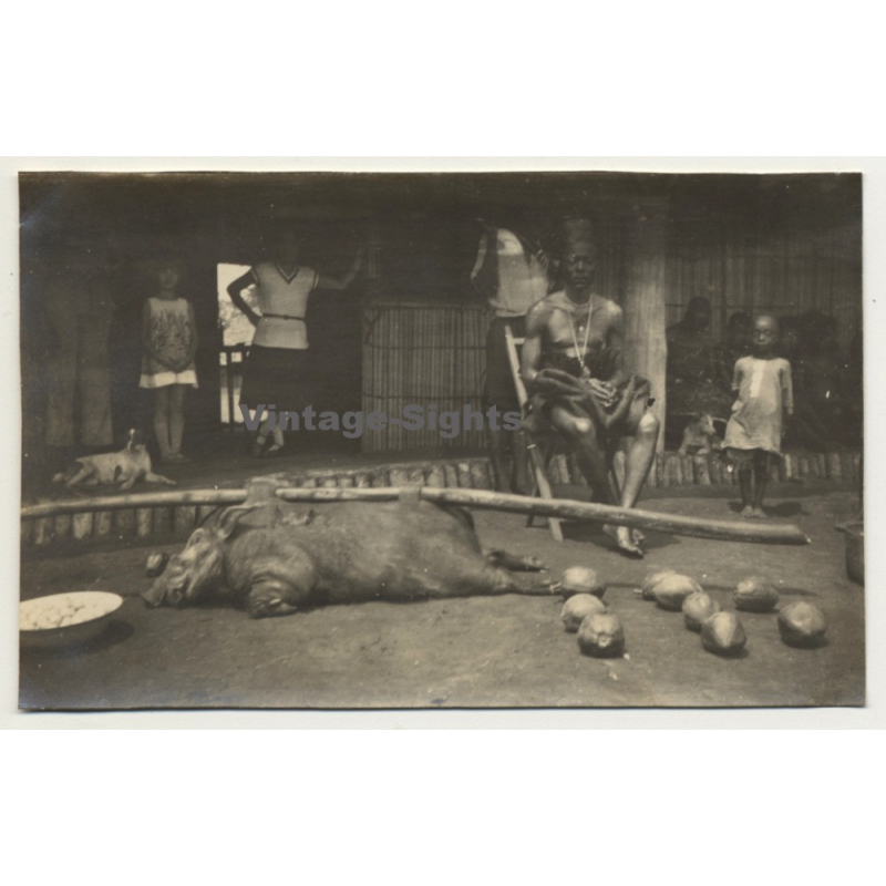 Congo: Tribe Chief & Impaled Wild Pig / Potamochoerus Porcus (Vintage Photo ~1940s/1950s) Congo: Tribe Chief & Impaled Wild Pig / Potamochoerus Porcus (Vintage Photo ~1940s/1950s)