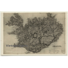 Island / Iceland: Old Map (Vintage RPPC)