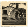 Congo-Belge: Native Men Move Large Wooden Box / Palm Tree (Vintage Photo ~1940s/1950s)
