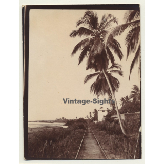 Congo-Belge: Railroad Track Near River Shore / Palm Tree (Vintage Photo Sepia ~1910s/1920s)