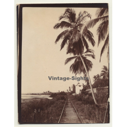 Congo-Belge: Railroad Track Near River Shore / Palm Tree (Vintage Photo Sepia ~1910s/1920s)