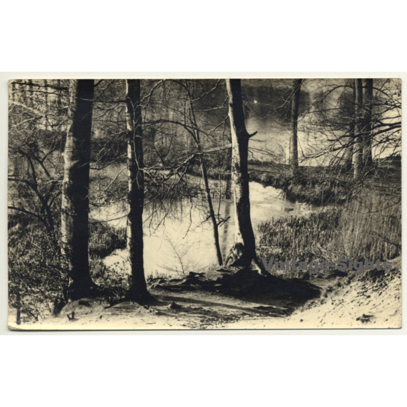 Forest Still Life - Lake - Trees (Vintage RPPC Belgium ~1930s/1940s) Forest Still Life - Lake - Trees (Vintage RPPC Belgium ~1930s/1940s)