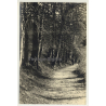 Forest Still Life *3 - Tree Avenue (Vintage RPPC Belgium ~1930s/1940s)
