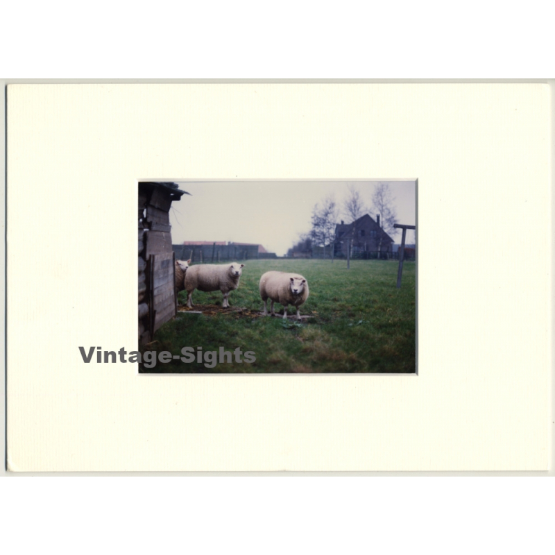 Lydia F. Nash / Bruxelles: Sheeps III (Vintage Photo ~1980s/1990s) Lydia F. Nash / Bruxelles: Sheeps III (Vintage Photo ~1980s/1990s)