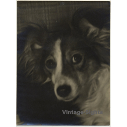 Portrait Of Sheltie - Mini Collie - Dog (Vintage Photo ~ 1920s/1930s)
