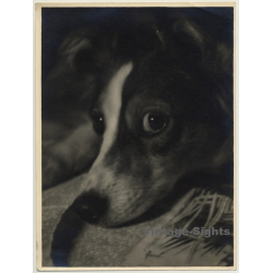 Portrait Of Sheltie - Mini Collie - Dog *2 (Vintage Photo ~ 1920s/1930s)