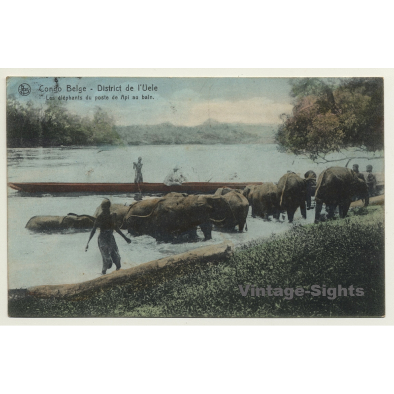Haute Uele / Congo Belge: Éléphants Du Poste De Api Au Bain (Vintage PC 1909) Haute Uele / Congo Belge: Éléphants Du Poste De Api Au Bain (Vintage PC 1909)