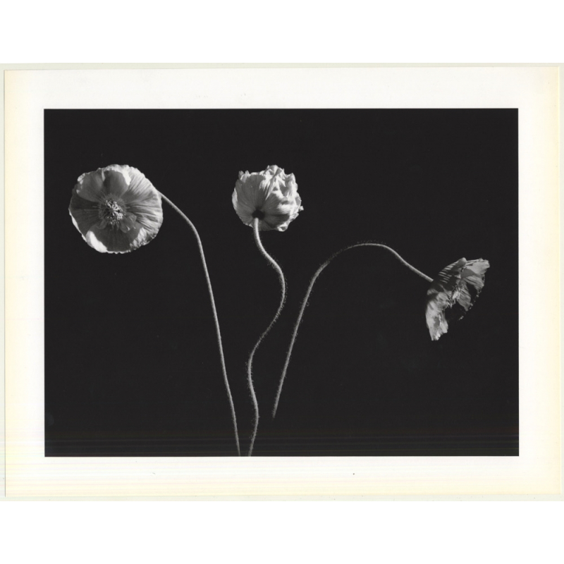 Horst P. Horst: Poppies 1989 (Sheet-Fed Gravure 1992: Form Horst 27 x 35.5 CM) Horst P. Horst: Poppies 1989 (Sheet-Fed Gravure 1992: Form Horst 27 x 35.5 CM)