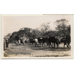 Congo-Belge: Colonialists On Trailer Pulled By Watussi Cattle (Vintage Photo ~1920s/1930s)