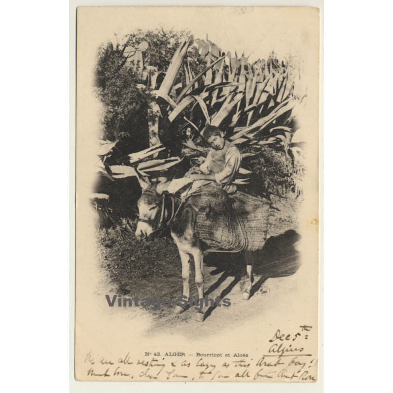 Algeria: Boy On Donkey - Bourricot El Aloès (Vintage PC 1901) Algeria: Boy On Donkey - Bourricot El Aloès (Vintage PC 1901)