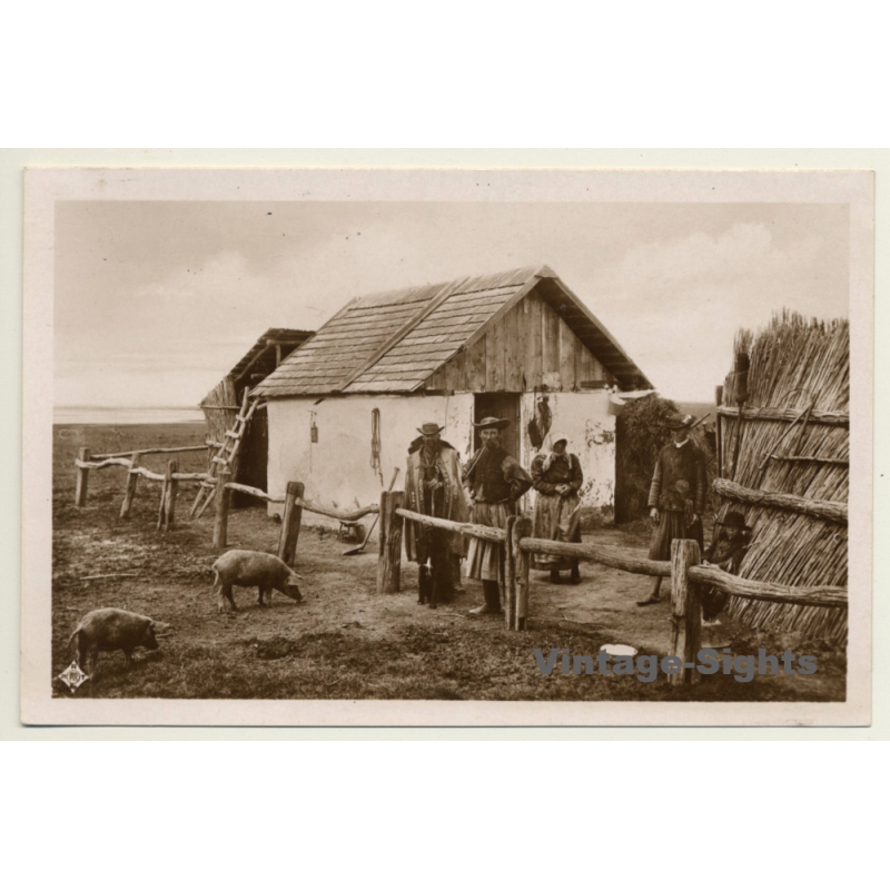 Hungary: In The Puszta / A Herdmen's House - Pigs (Vintage RPPC)