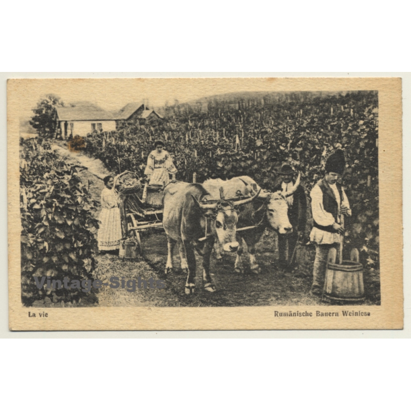 Romanian Farmers Grape Harvest (Vintage PC 1917)