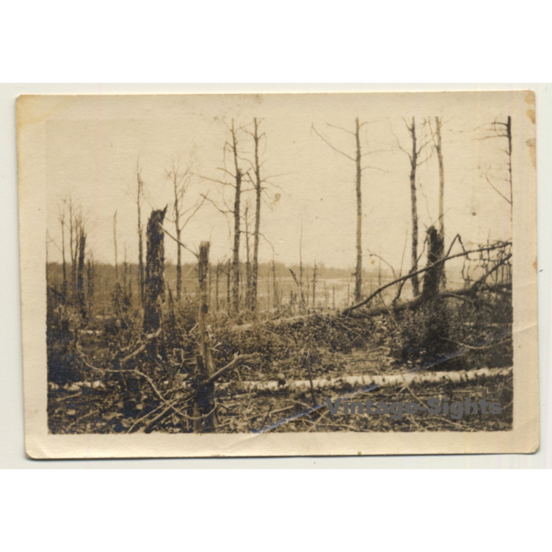 Saint-Hubert: Trier à Paris - Dans La Forêt WW1 (Vintage Photo ~1910s) Saint-Hubert: Trier à Paris - Dans La Forêt WW1 (Vintage Photo ~1910s)