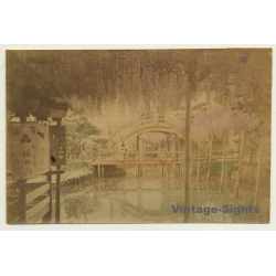 Japan: Kameido Tenjin Shrine *2 - Wisteria / Meiji Era (Vintage Hand Tinted Photo ~1890s)